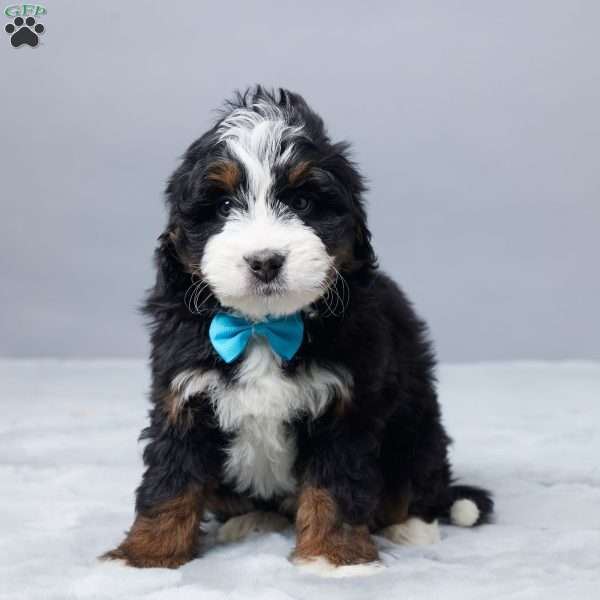 Nicolas, Mini Bernedoodle Puppy